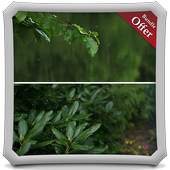 Leafy Rainfall LIVE WALLPAPER 1.0