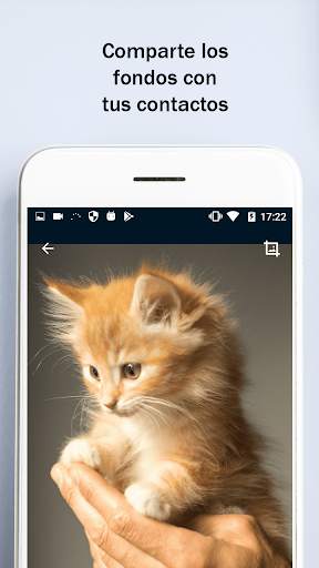 Fonds d'écran HD4K pour Whatsapp screenshot 5
