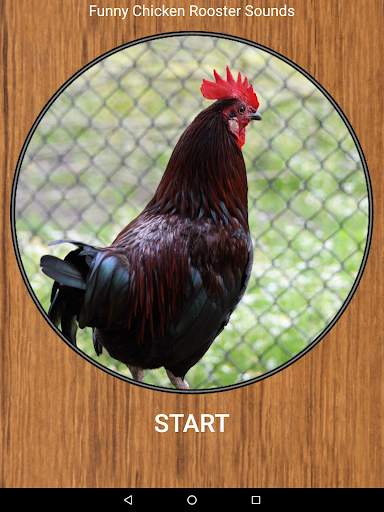 Funny Chicken Rooster Sounds screenshot 6
