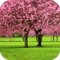 Sakura Video Wallpaper 3D