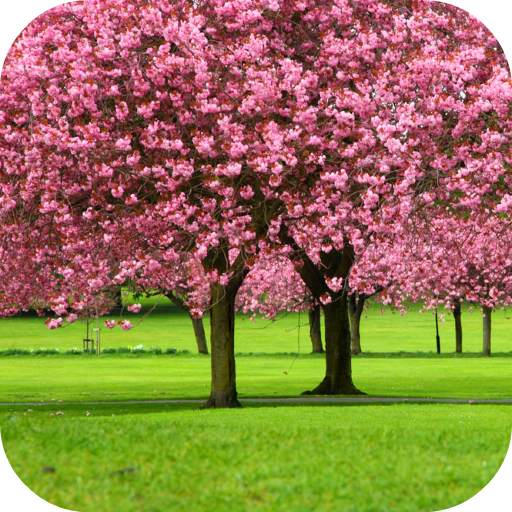 Sakura Video Wallpaper 3D 10.0