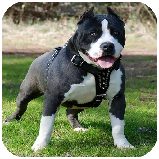 Pitbull HD Wallpaper 2020 icon