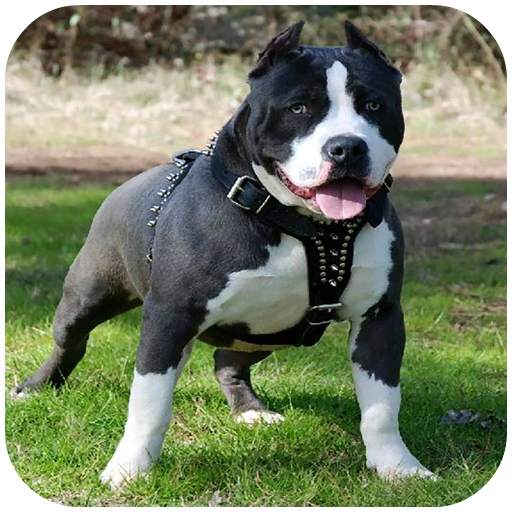 Pitbull HD Wallpaper 2020 15.0
