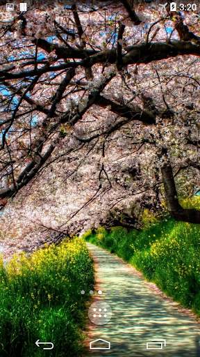 Sakura Live Wallpaper 4K screenshot 1