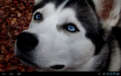 Husky live wallpaper screenshot 9