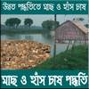 মাছ ও হাঁস চাষ পদ্ধতি 1.2