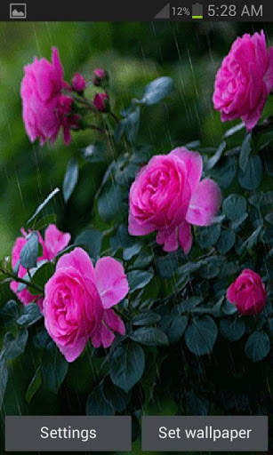 Rainy Pink Flowers LWP screenshot 1