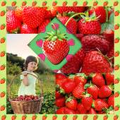 Strawberry Photo Collage 1.5