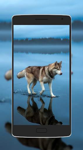 Cute Animal Wallpaper screenshot 6