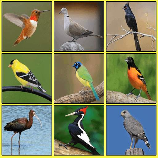 South American Birds 2.1