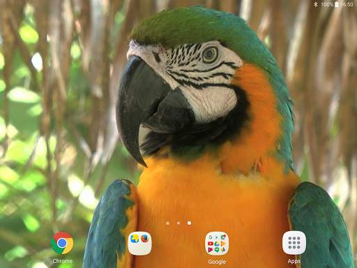 Parrot Live Wallpaper screenshot 8