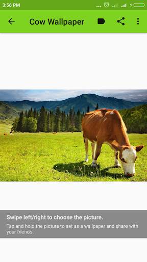Cow Wallpaper screenshot 10