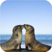Funny animal mix 1.0