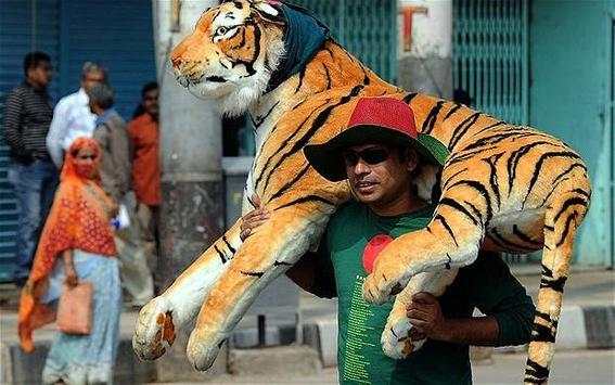 BCB Tiger Cricket screenshot 7