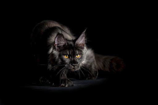 Black Wallpapers | hd backgrounds screenshot 14