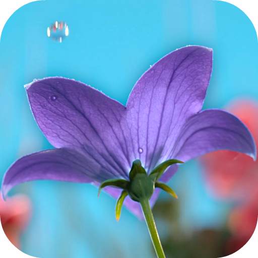 Flowers Video Wallpaper For Lock Screen 3.0