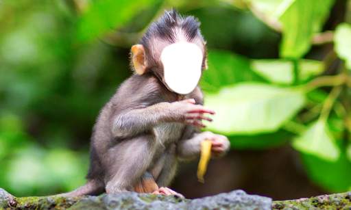Funny Monkey Photo Montage screenshot 7