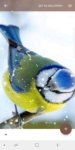 Animal and Birds Wallpapers स्क्रीनशॉट 3