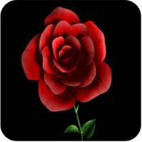 Rose GIF on 9Apps