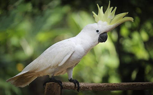 Animals and Birds स्क्रीनशॉट 7