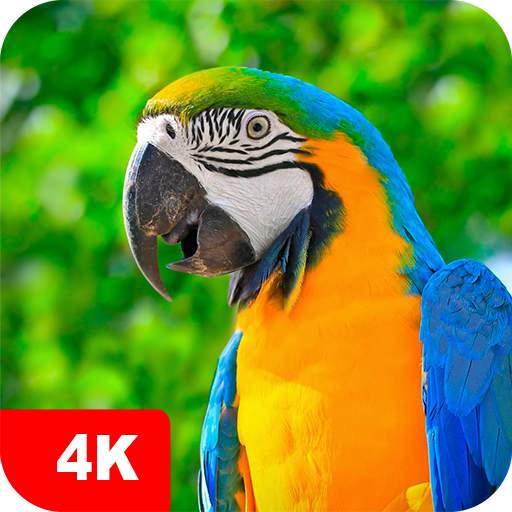 Parrot Wallpapers 4K 5.7.7