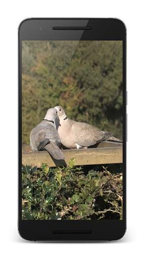 Dove 3D screenshot 2