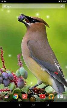 Spring Birds screenshot 15