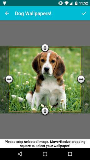 Dog Wallpapers! screenshot 3