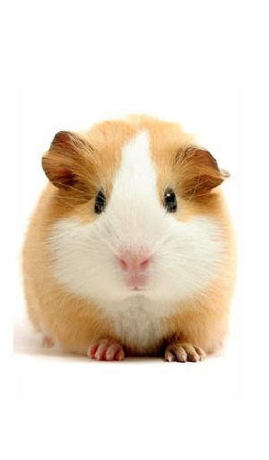 Hamster Video Live Wallpaper screenshot 1