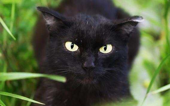 Black Cat Live Wallpaper screenshot 9