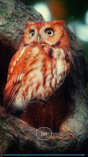 Pretty owls Wallpaper screenshot 5
