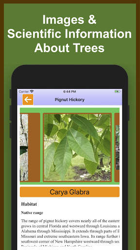 Forest Tree Identification скриншот 6