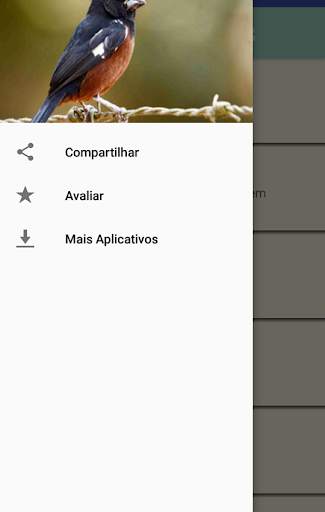 Cantos de Curió screenshot 4