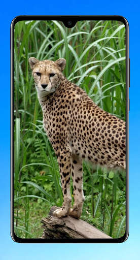 Cheetah Wallpaper 4K screenshot 8