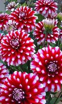 Dahlia screenshot 2