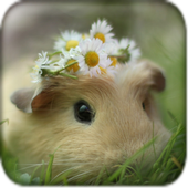 Super Cuties icon