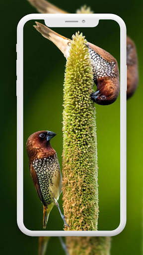 Bird Wallpaper HD screenshot 2