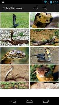 King Cobra Wallpapers Picture screenshot 2