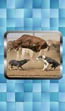 Funny Videos screenshot 8