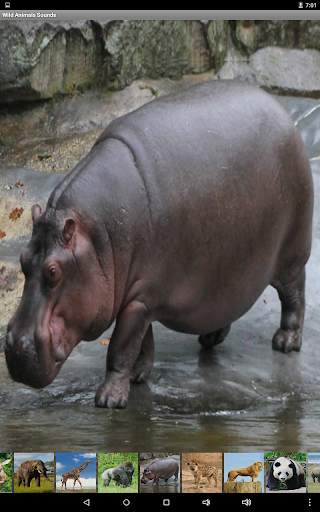 Wild Animals Sounds screenshot 11