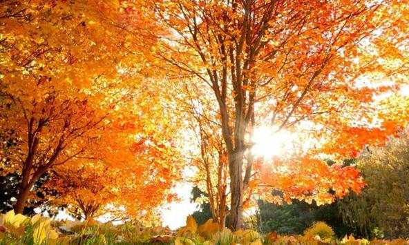 Foliage wallpapers screenshot 2