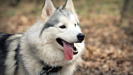 Husky Live Wallpaper (wallpapers & backgrounds) screenshot 9