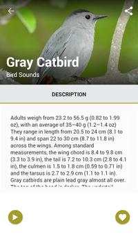 American Bird Sounds screenshot 2