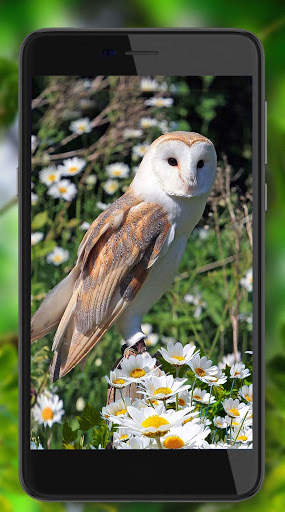 Owls Amazing Live Wallpaper screenshot 7
