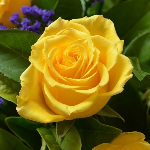 Yellow Rose Wallpaper HD icon
