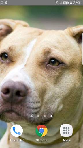 Pitbull Wallpapers 6 تصوير الشاشة