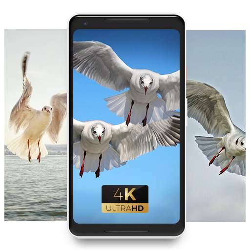 Gull cute bird Wallpaper 1.0