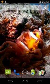 Clown Fish Video Wallpaper screenshot 1