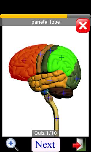 Anatomy Quiz скриншот 8
