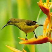 100 Birds Ringtone आइकन